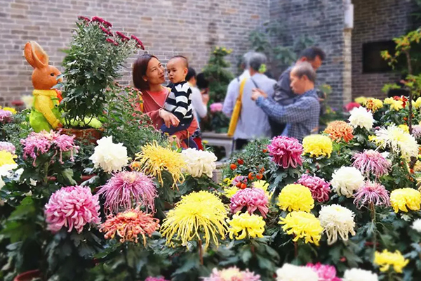 佛山有片菊花海洋 过百品种亮丽绽放