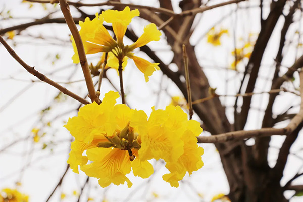 春馈万物，溶洲邀你共赏风铃花