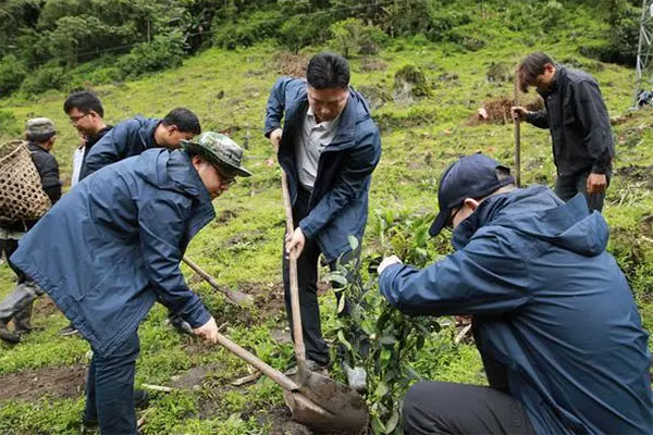 沁沁茶园香！产业援藏，莲花秘境长出“金叶子”