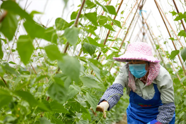 最新！高明8个粤菜供应基地获官方认定