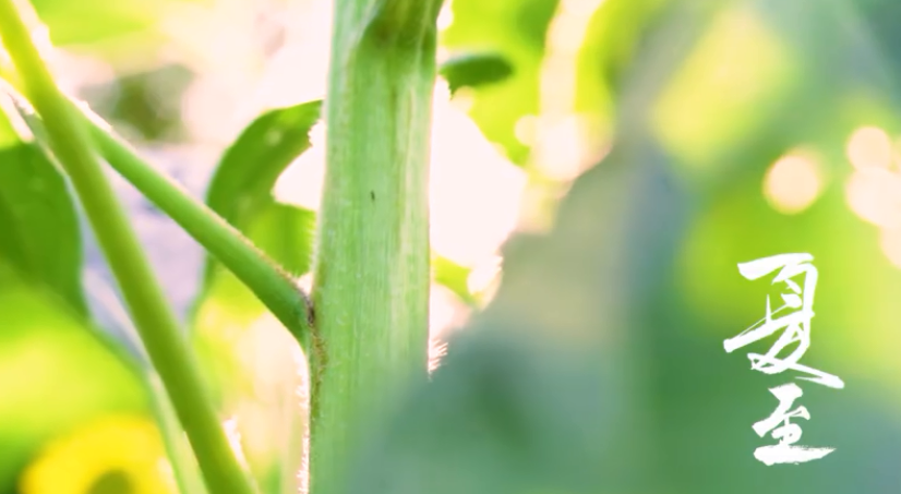 佛山顺德：夏至花如锦，葵花向日倾