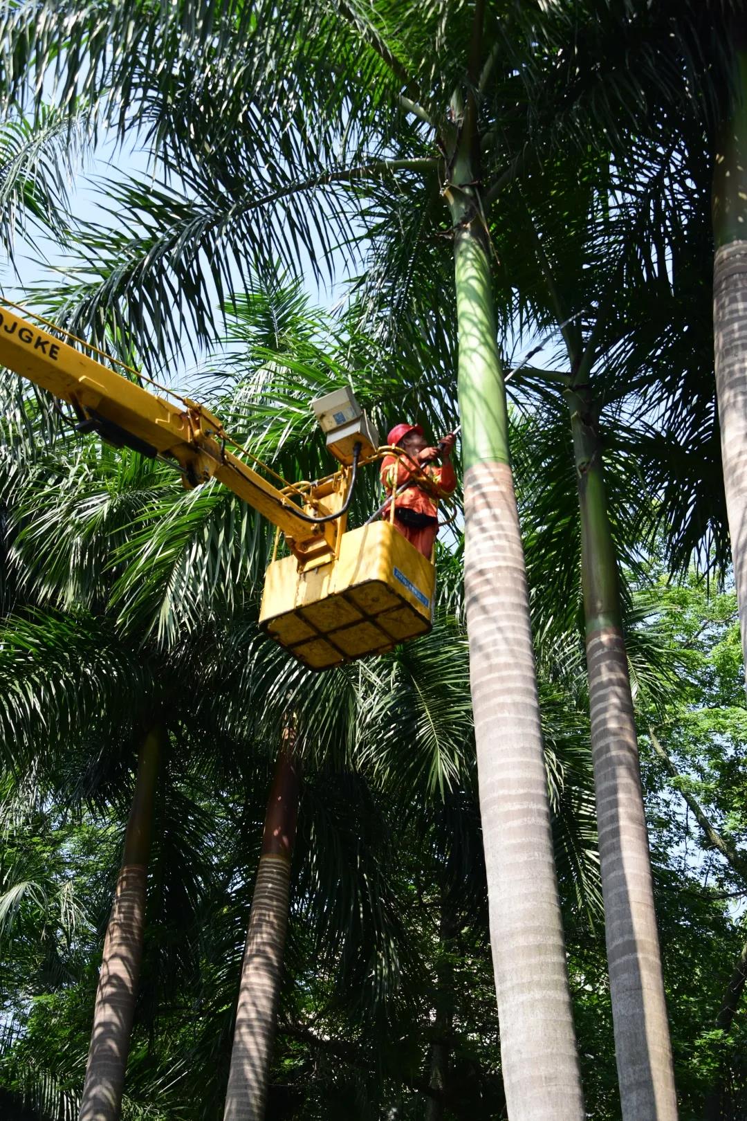 高空植物隐患多？禅城城管出手这样解决……