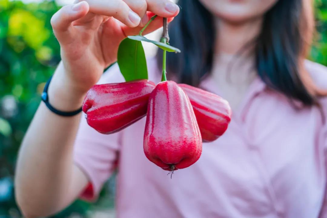 黄皮、莲雾、青花梨……佛山百亩珍果园开摘！