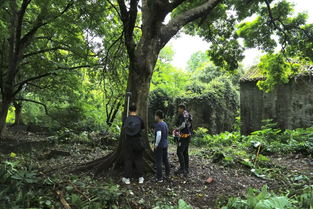 定位精确到厘米级，佛山古树名木精细化定位管理独领风骚