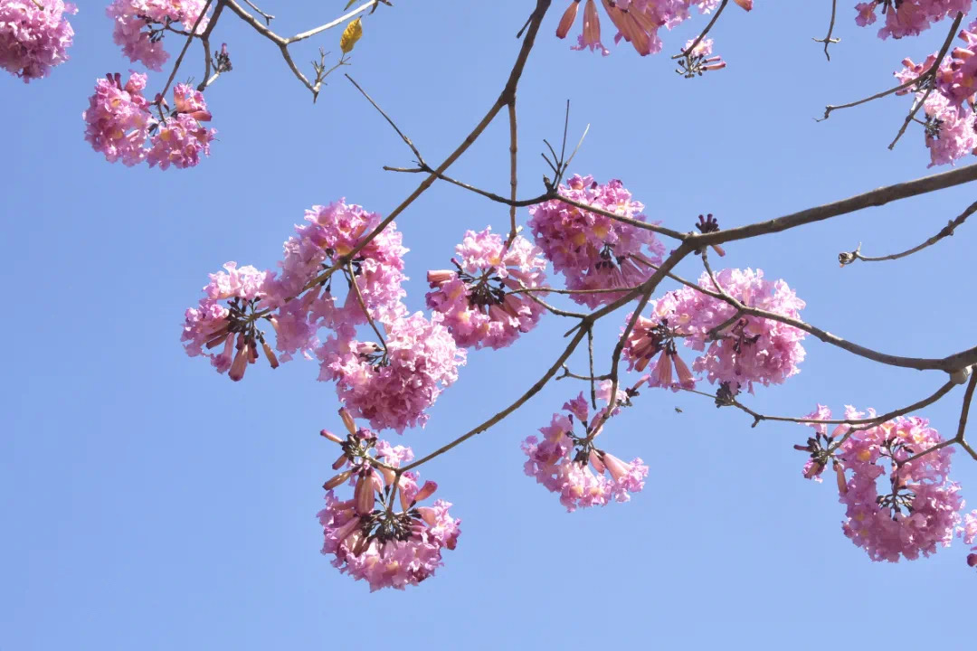 南庄紫色浪漫唯美上线，让你看“花”眼！