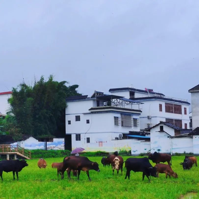 夏萤服务队||一步一个脚印推动，乡村振兴行稳致远