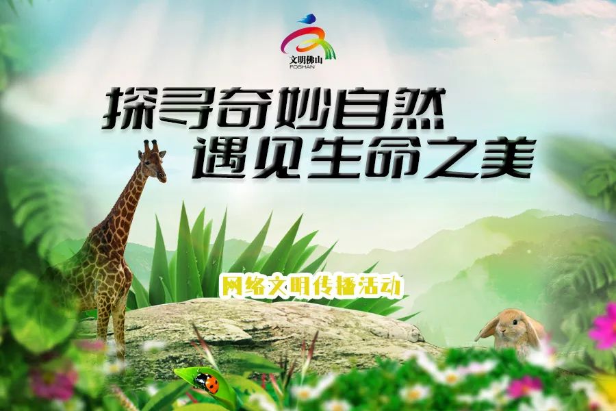 网络文明传播 | 探寻奇妙自然 遇见生命之美