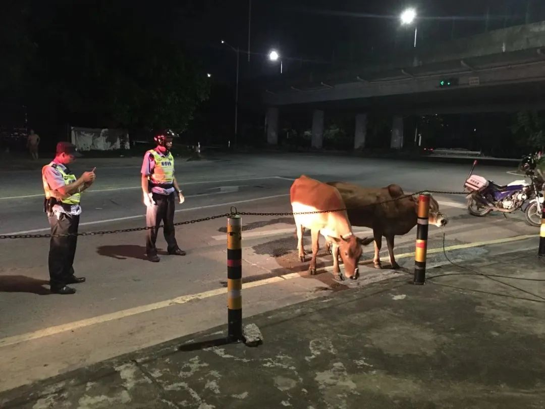 两头黄牛在马路上“散步”，蜀黍连忙上前……