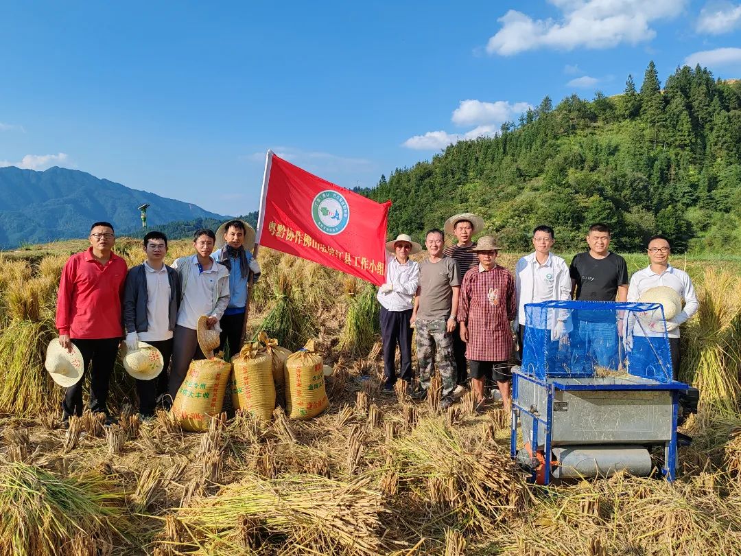 佛山民政帮扶干部深入田间，助农割稻贺丰收