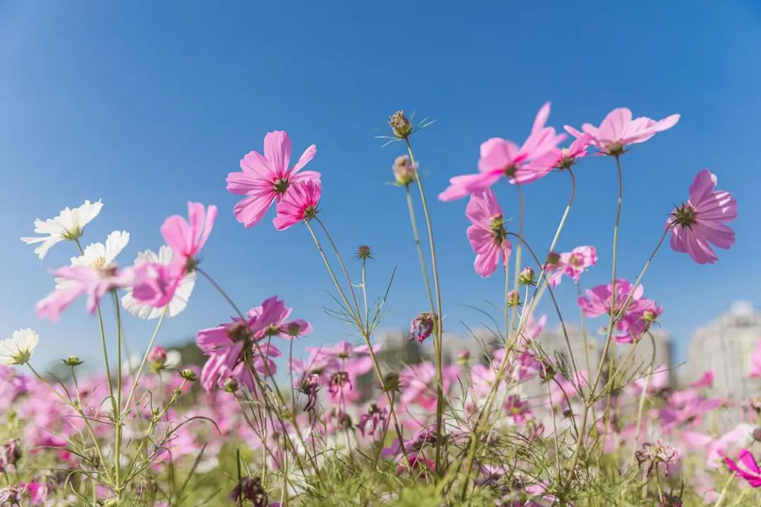 免费赏！在佛山三龙湾，遇见冬日限定浪漫花海~ 