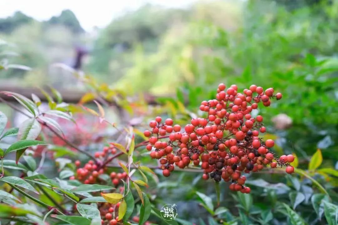 全株有毒！这种植物广东常见，紧急提醒：切勿采食！