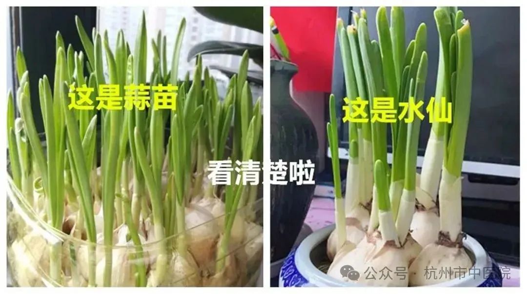 这种植物超爱装“蒜”！一对夫妻因误食中毒→