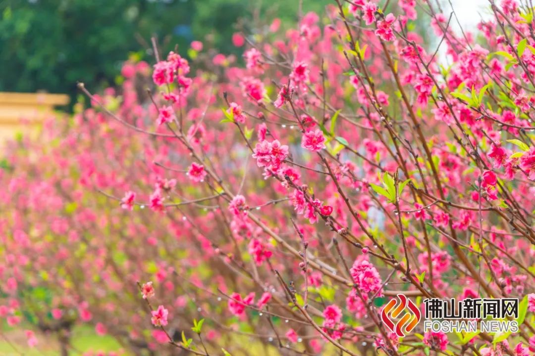 佛山新春版“繁花”，美醉了！