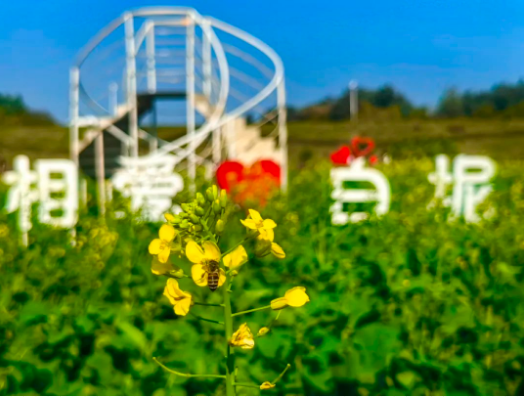 绝美！油菜花海、烟雨三巷…解锁春日里的浪漫