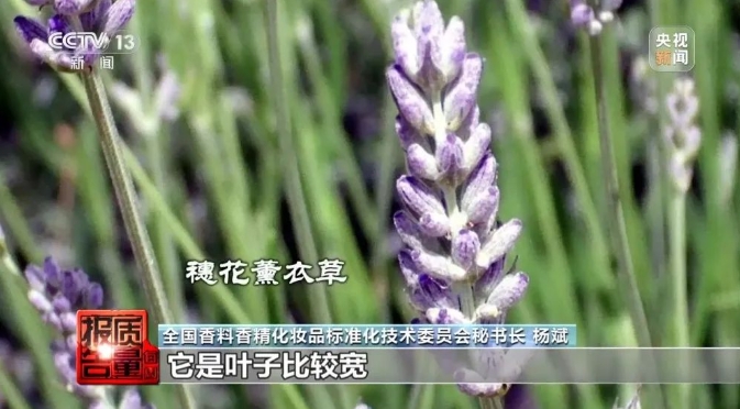安神变提神？号称“纯天然”的薰衣草精油为何不单“纯”？