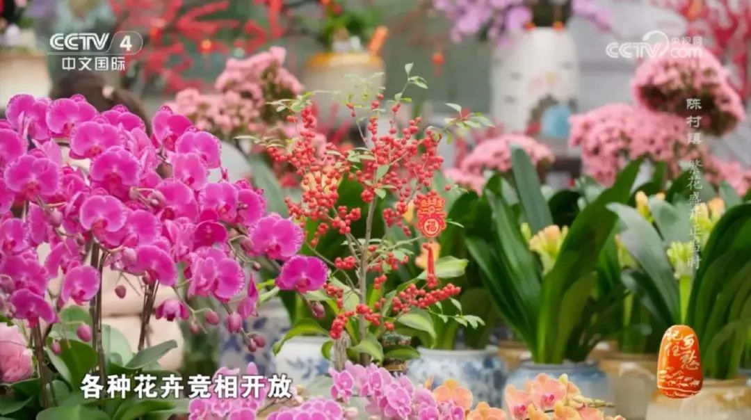顺德今年第21次登上央视！一起云逛“千年花乡”陈村