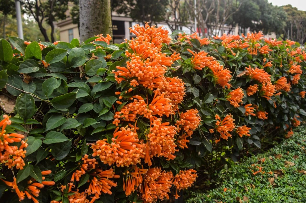 炮仗花开，禅城美“炸”啦！