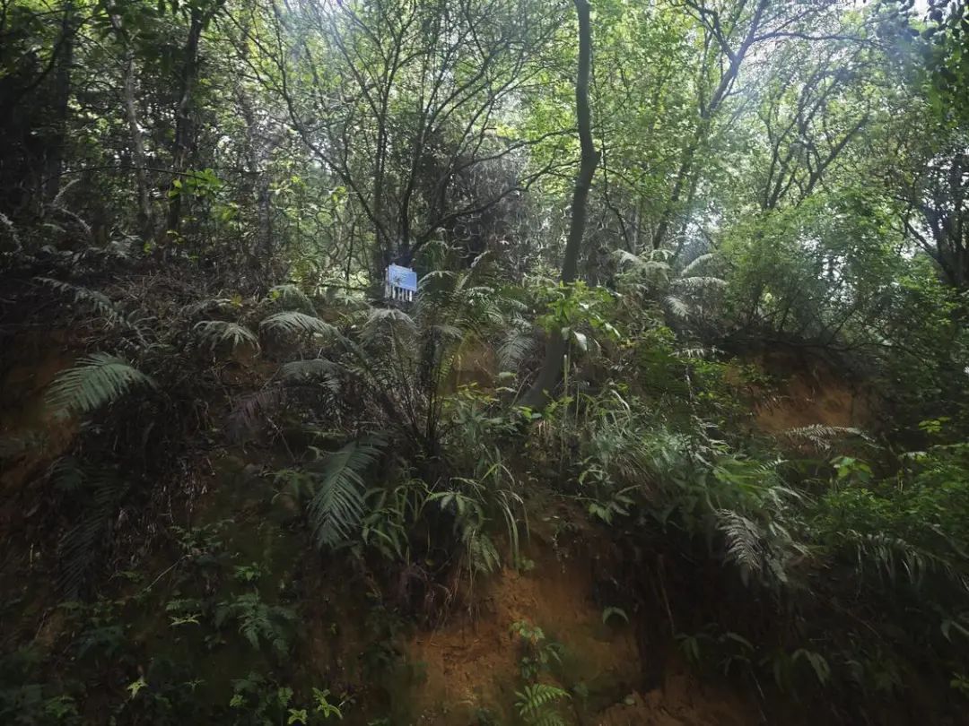 暴雨后，零灾险情！佛山加强地质灾害防御工作