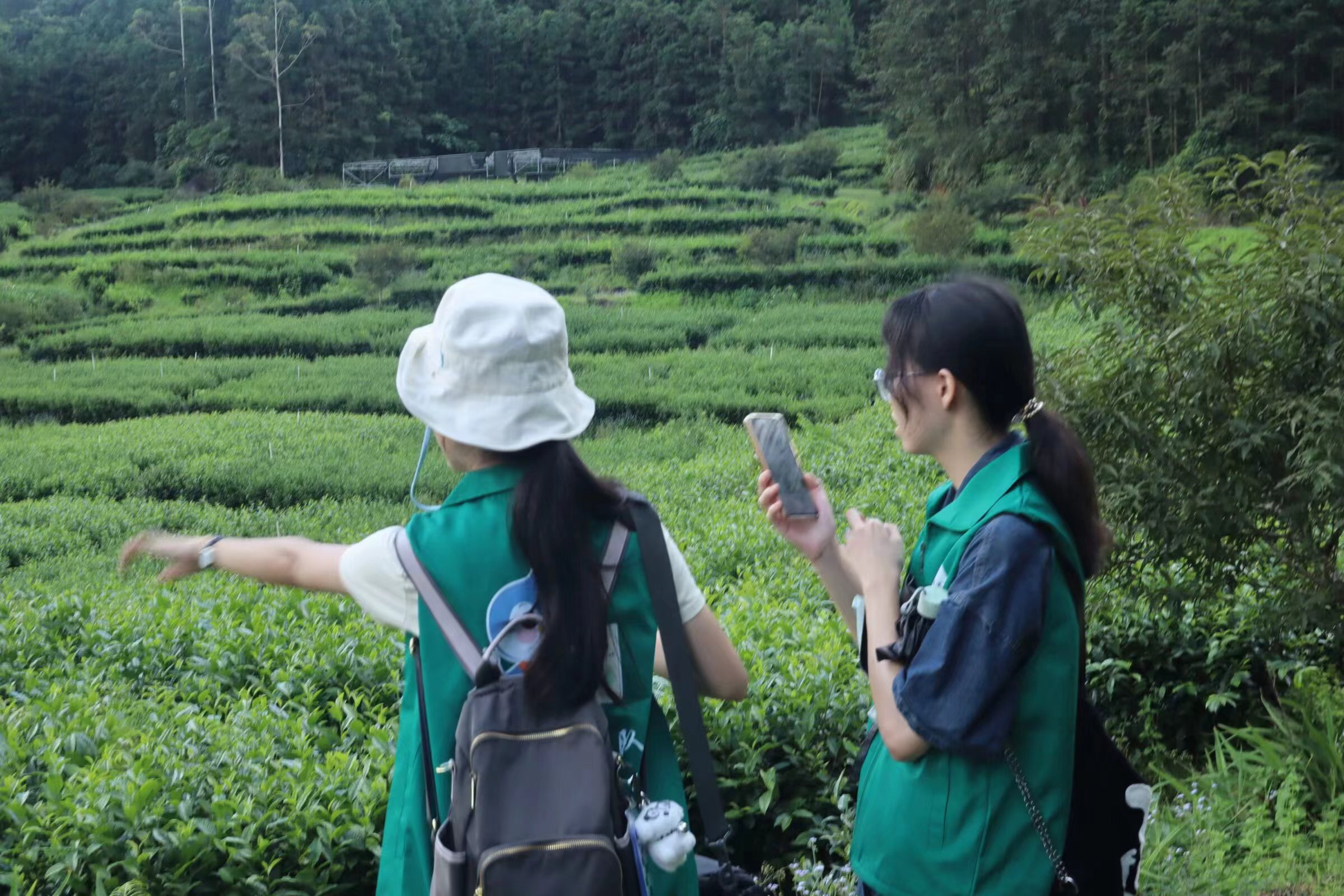 "青衿致远队：茶园筑梦，致远同行"