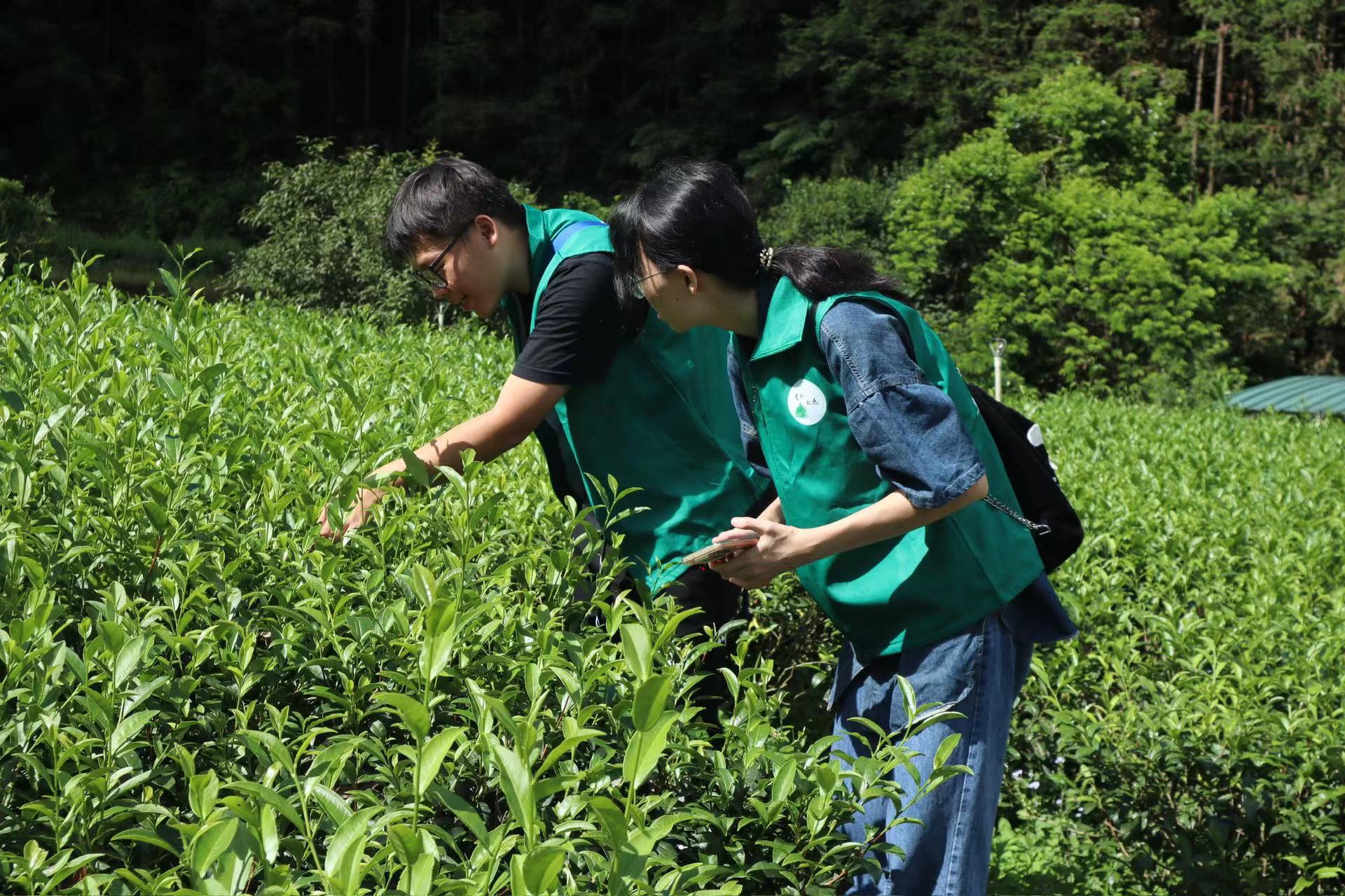 佛大学子投身百千万工程：调研里洞镇茶园现状，谋划产业兴旺未来