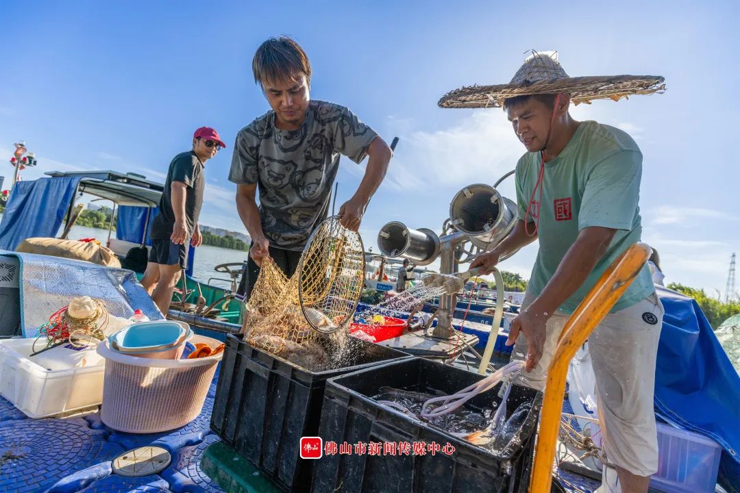 开渔啦，顺德人的“河鲜自由”回归