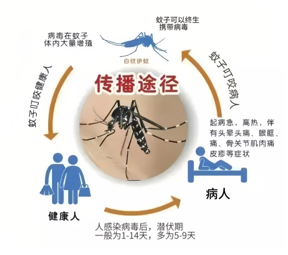 警惕“登革热”！出现这些症状，请立即就医