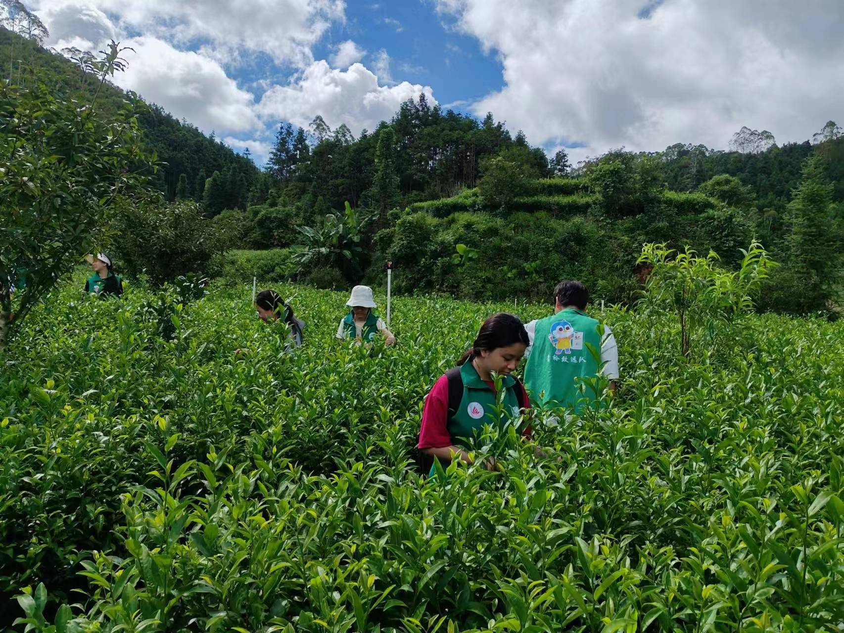 人人绿美铭心间，悠悠茶韵绕指尖