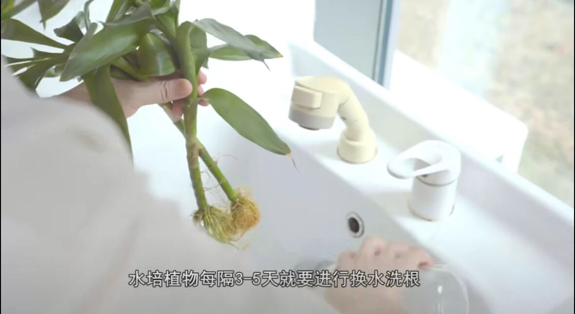 警惕蚊媒传染病！防蚊灭蚊关键在这几点