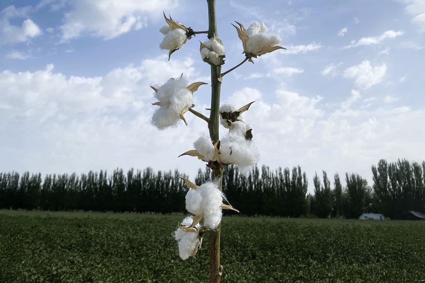 开春添&ldquo;芯&rdquo;意！溢达长绒棉新品种从新疆&ldquo;赋能&rdquo;高明智造